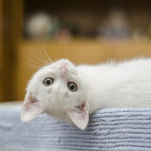 a white kitten lying on a table