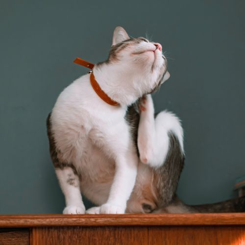 a cat scratching their neck and ear