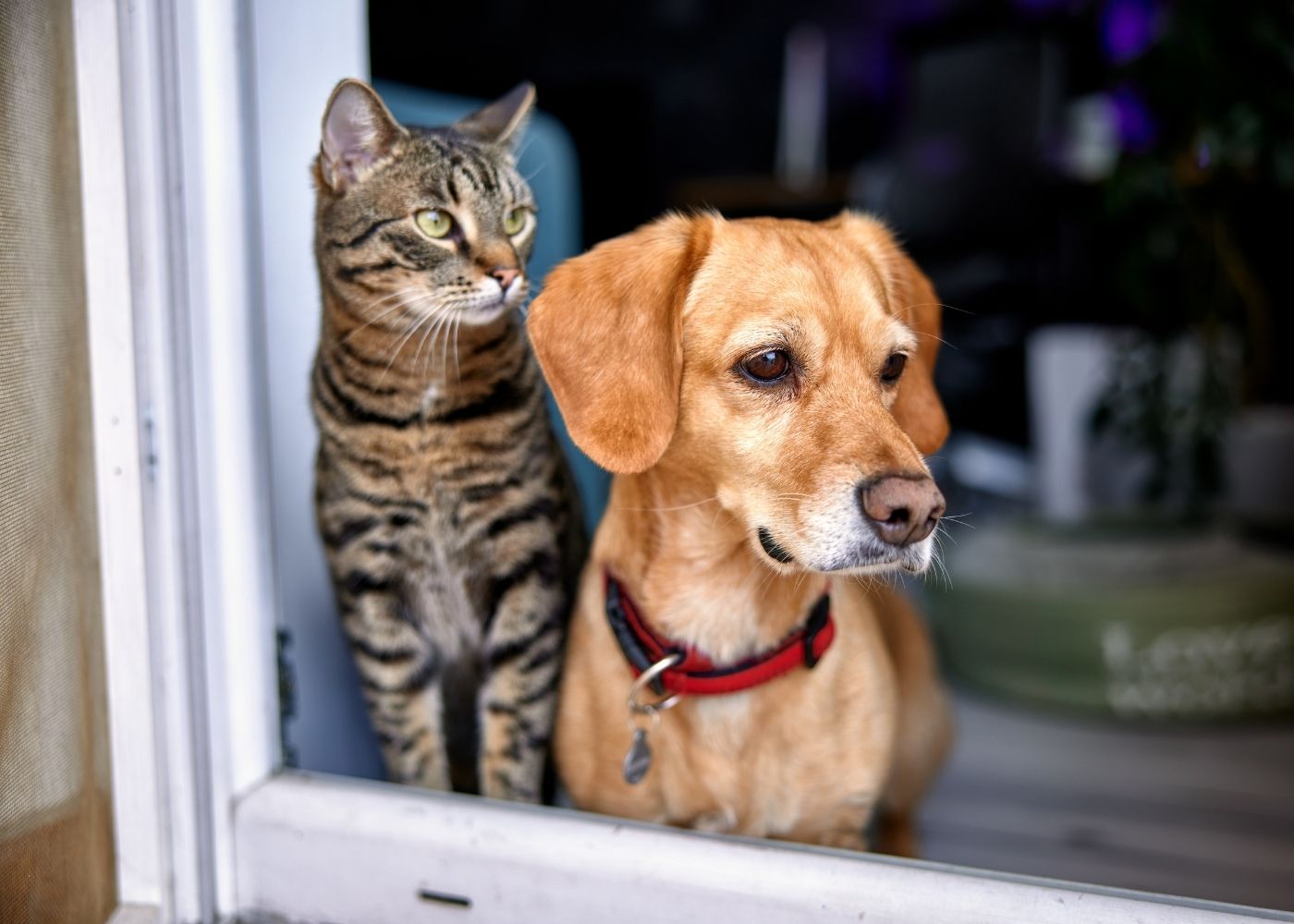a dog and cat at home looking out the window