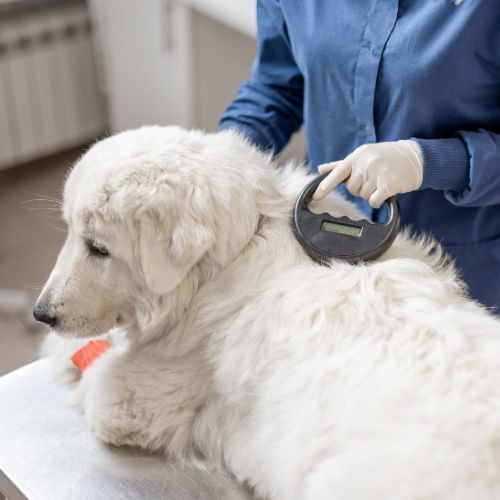 dog being scanned for a microchip at the vet