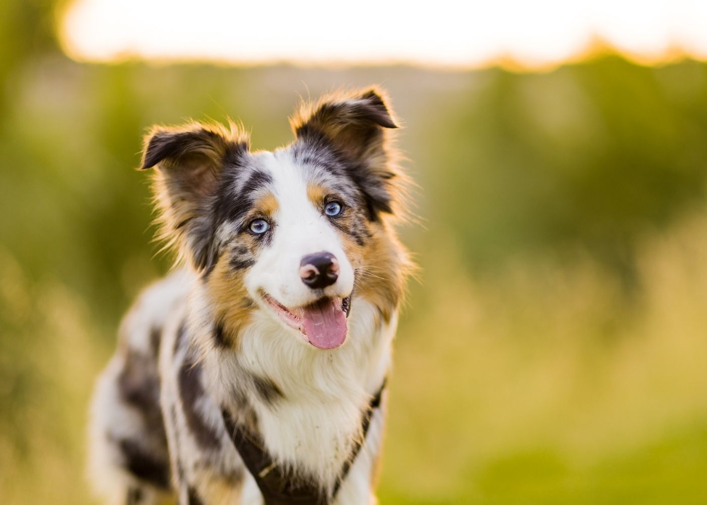 veterinary-team-examining-dog-1000x667-1 a happy australian shepherd dog outside