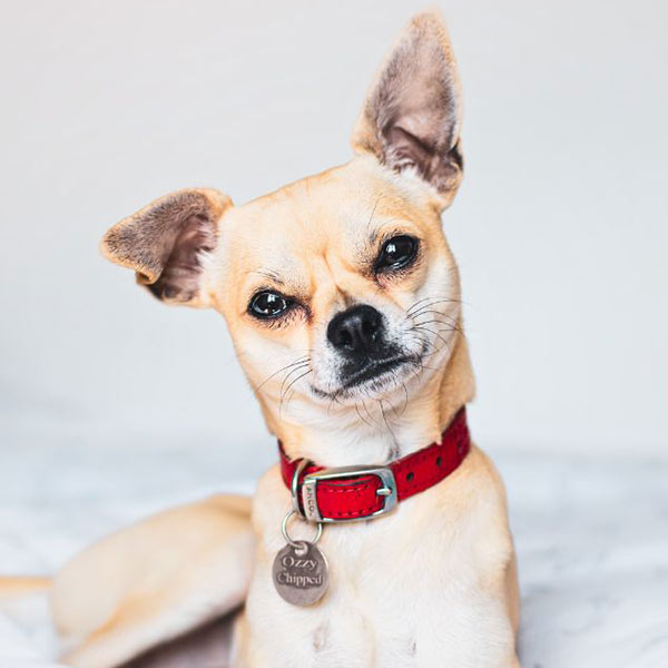 portrait-of-a-relaxed-chihuahua-wearing-a-red-collar-600px-sq-1 portrait of a relaxed chihuahua wearing a red collar