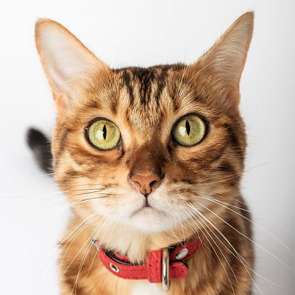 portrait-of-an-inquisitive-cat-wearing-a-red-collar-600px-sq-1 closeup portrait of a curious cat wearing a red collar