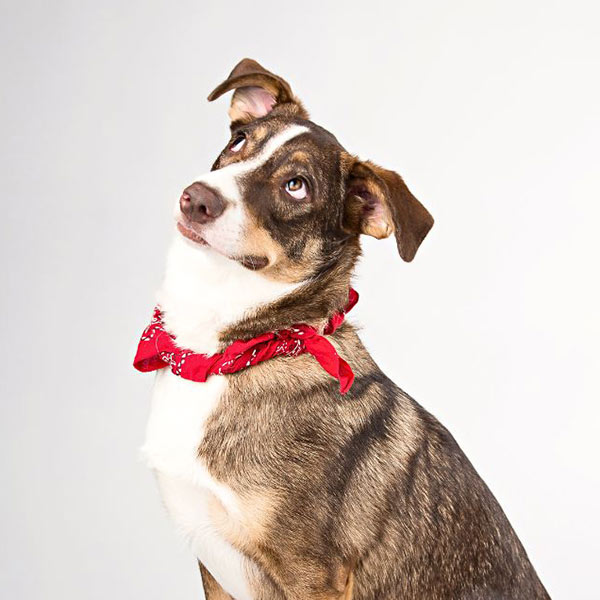 portrait-of-an-inquisitive-dog-wearing-a-red-collar-600px-sq-1 portrait of an inquisitive dog wearing a red bandana