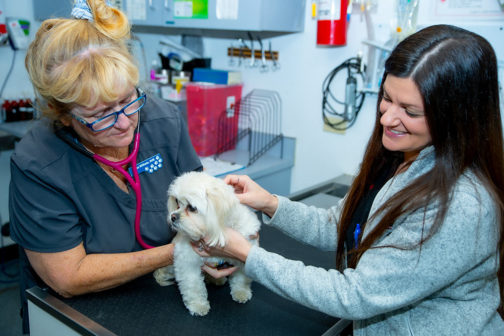 veterinary team examining a dog at Broadway Estates Veterinary Clinic