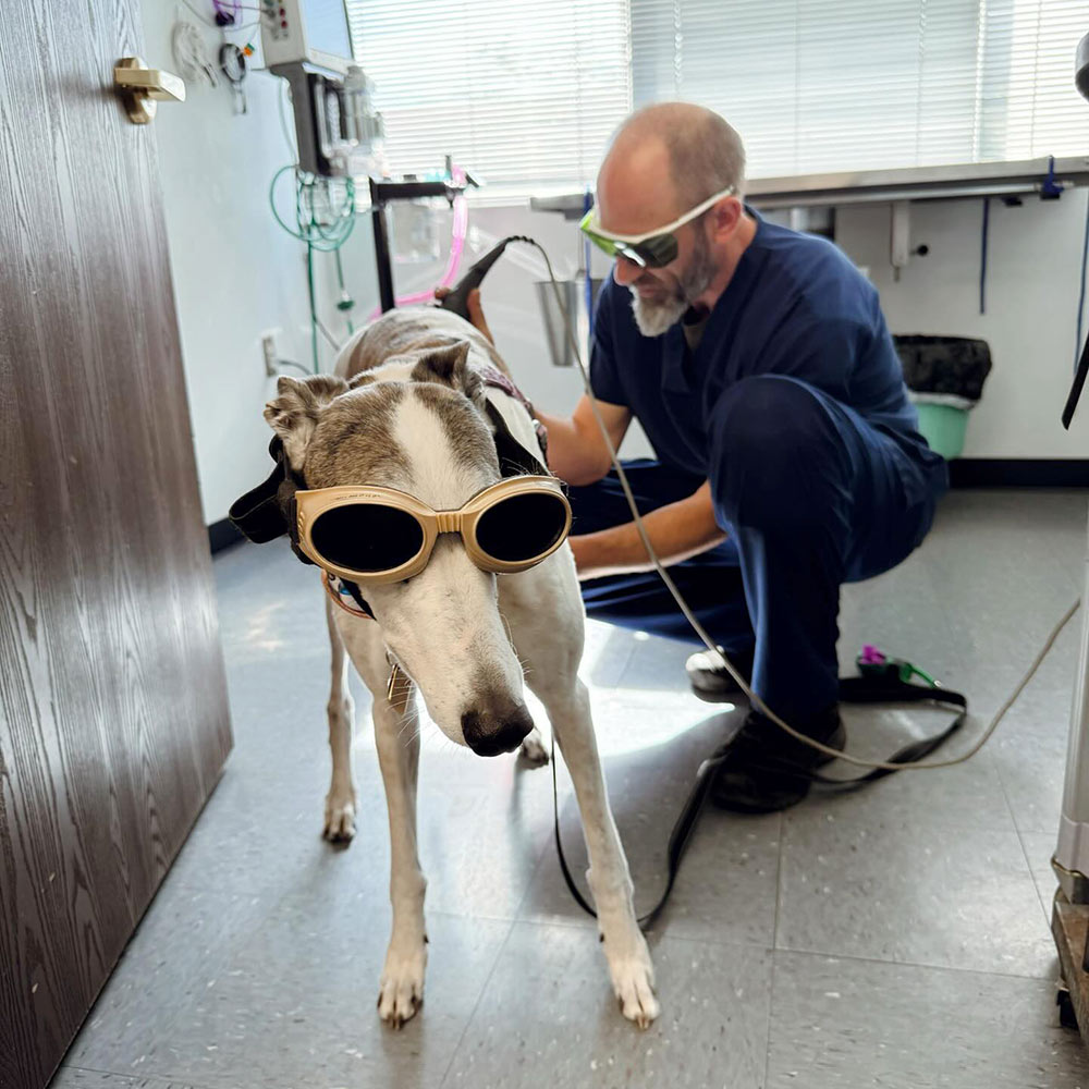 veterinary team member applying laser therapy treatment to a dog at Broadway Estates Veterinary Clinic