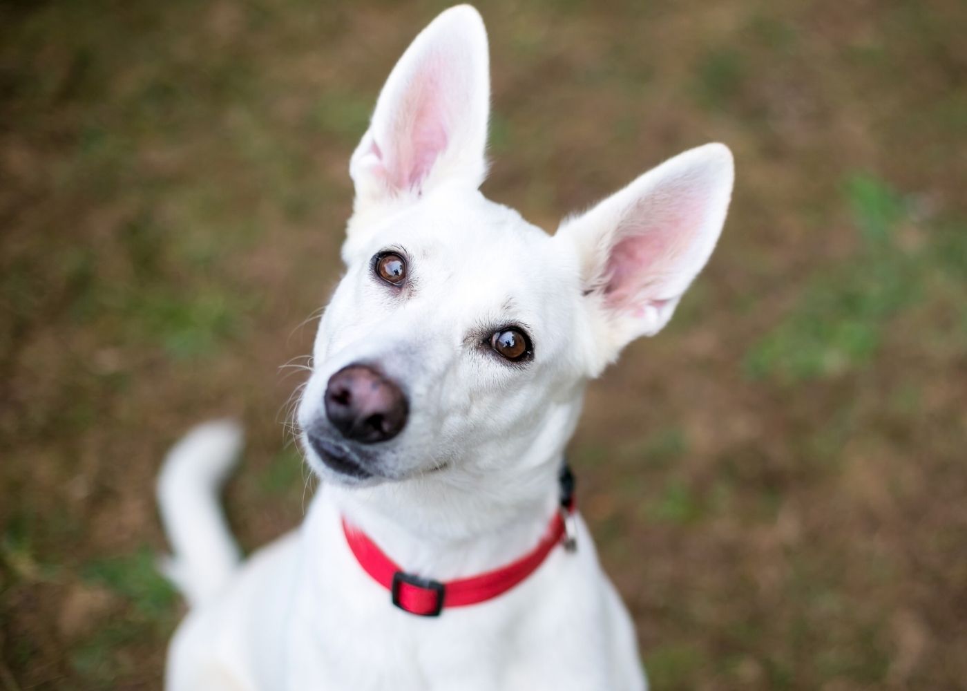 a white shepherd dog tilting his head to listen