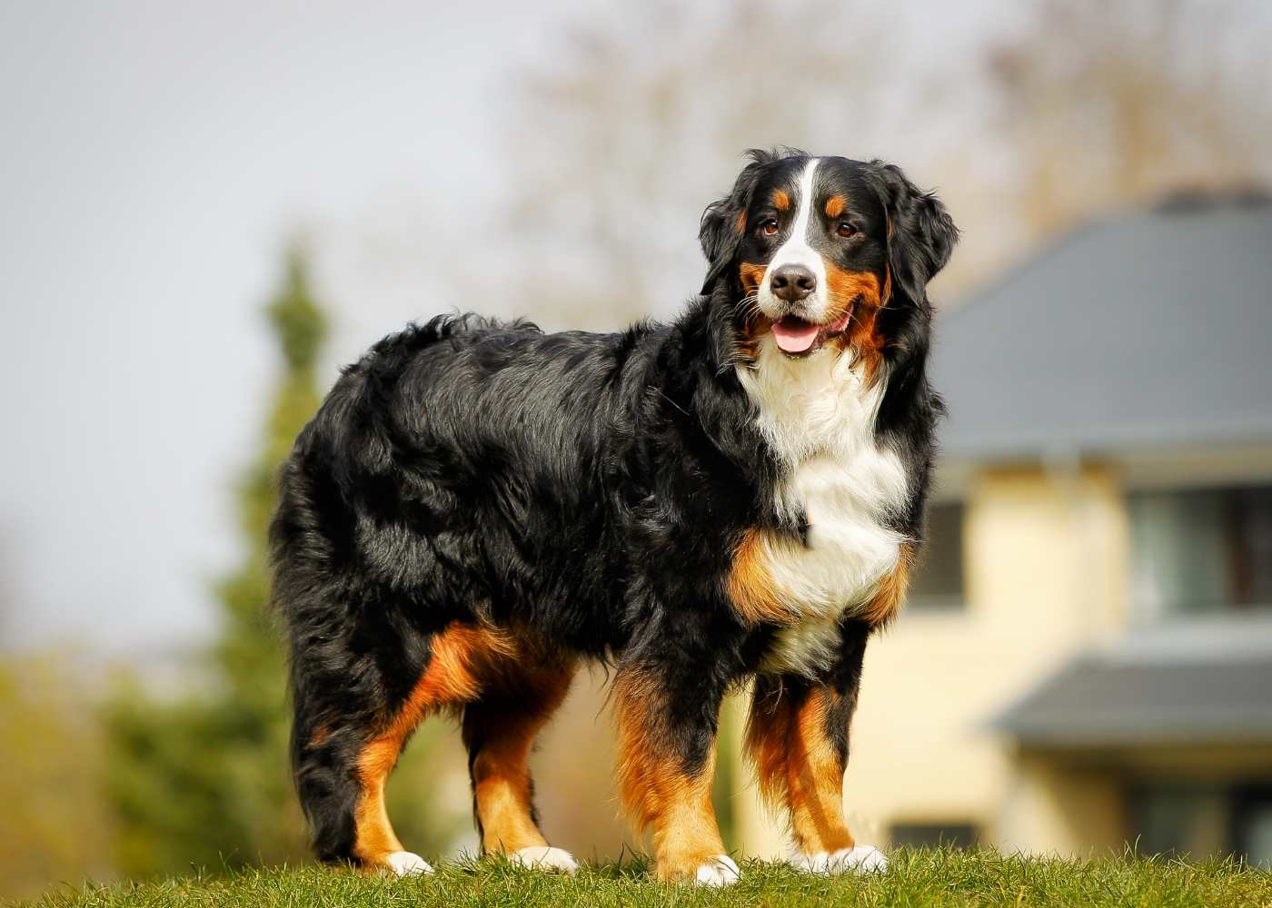 veterinary-team-examining-dog-1000x667-1 A Bernese dog stands on the grass in front of a house