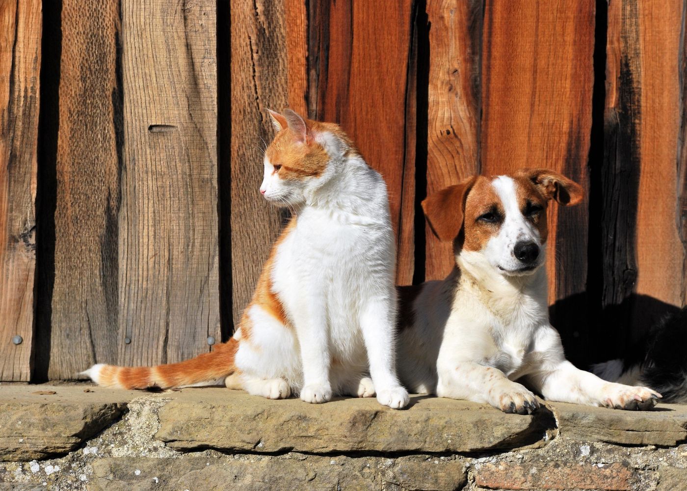 veterinary-team-examining-dog-1000x667-1 A cat and dog sit together on a stone wall