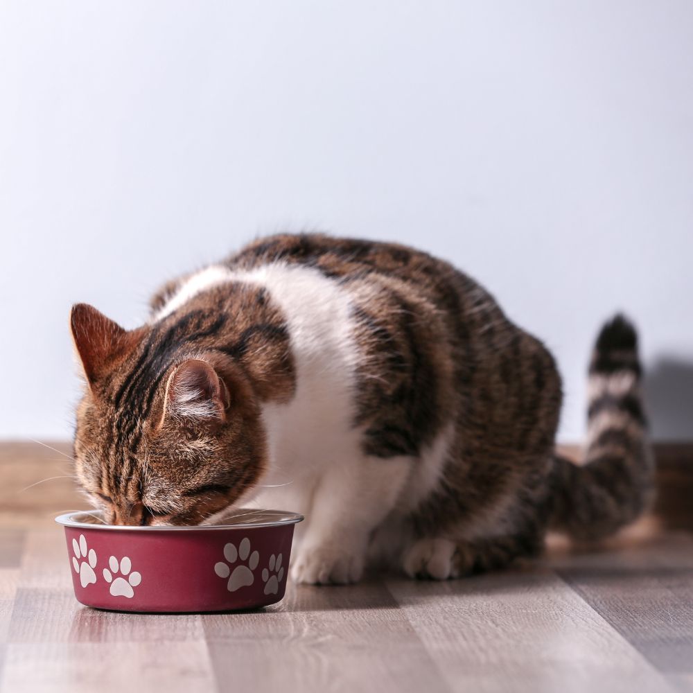 A cat eating from a bowl on the floor