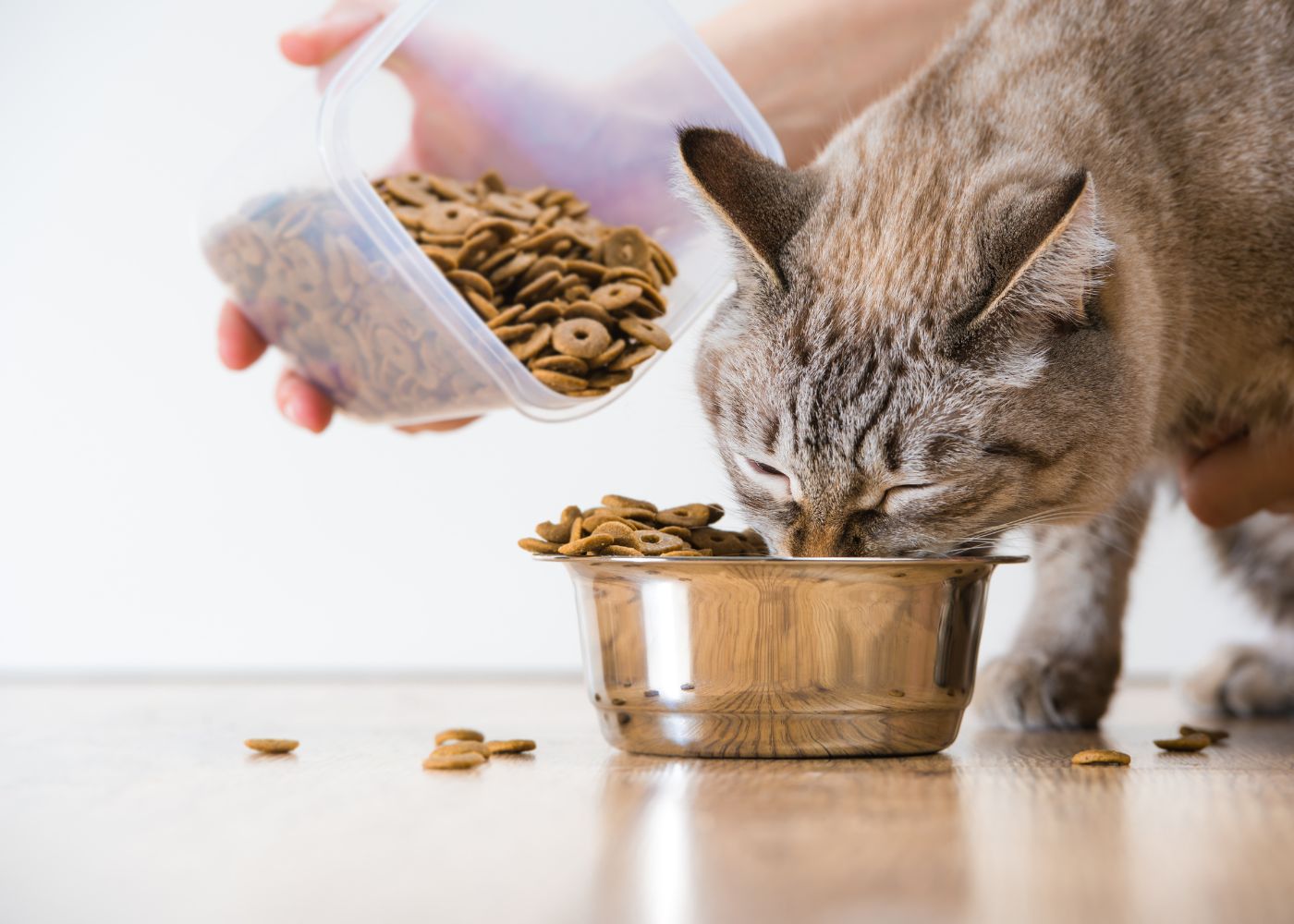 veterinary-team-examining-dog-1000x667-1 A cat happily eating from a bowl of food