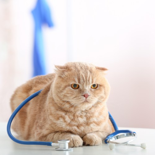 A cat wearing a stethoscope sits on a table