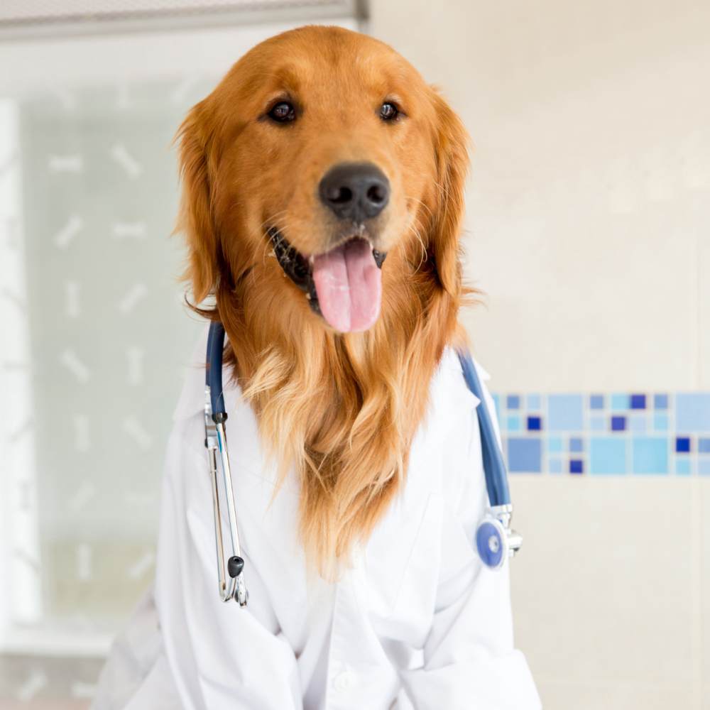 A dog dressed in a doctor's coat