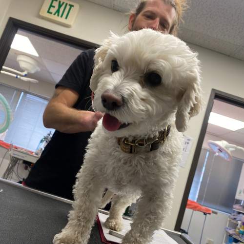 A dog standing on a table in a vet's office