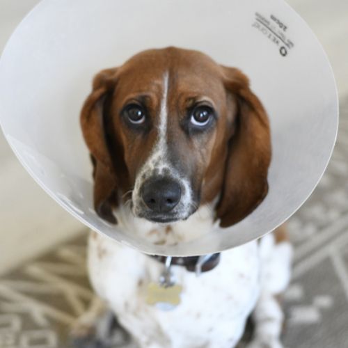 A dog with a cone collar