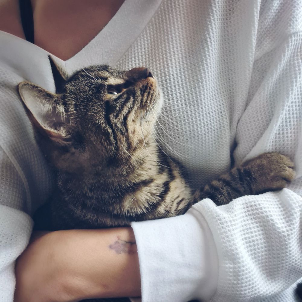 A person is holding a cat in their arms