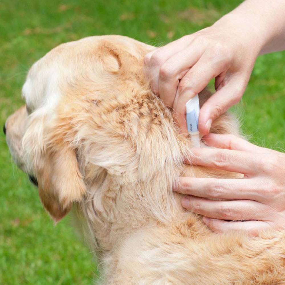 A person using an electric toothbrush on a dog