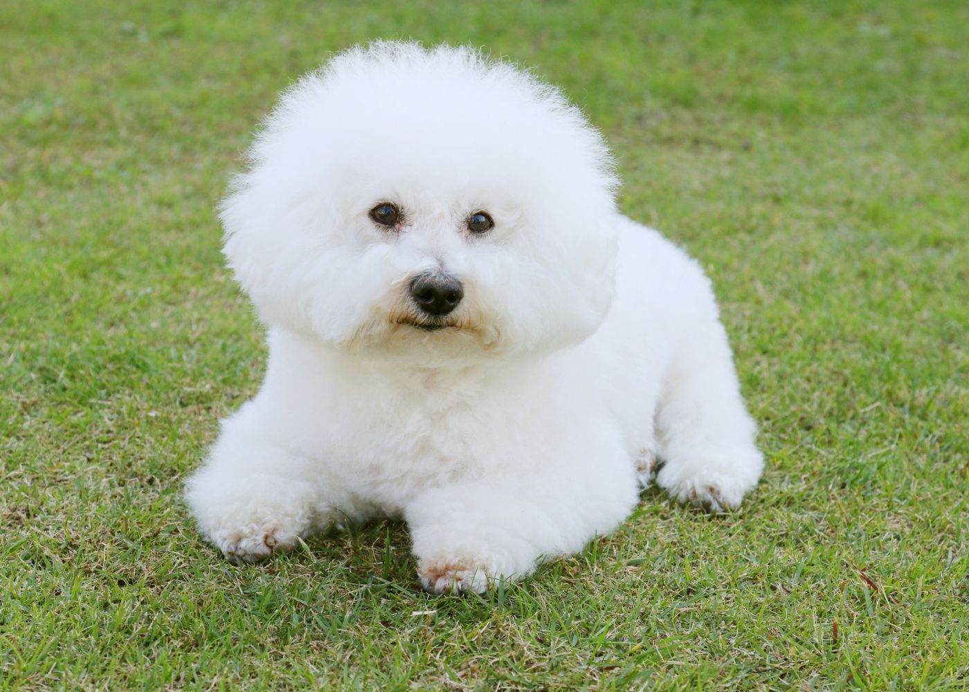A white dog sitting on green grass