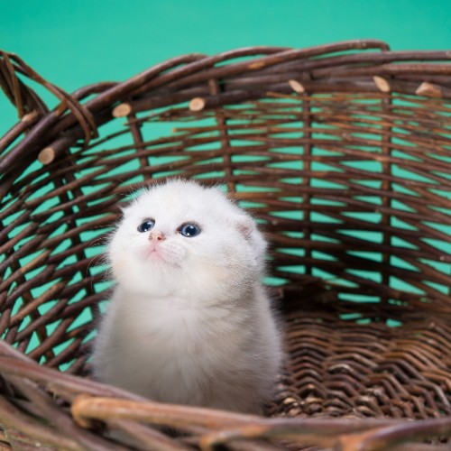 A playful kitten and a small chihuahua sit together