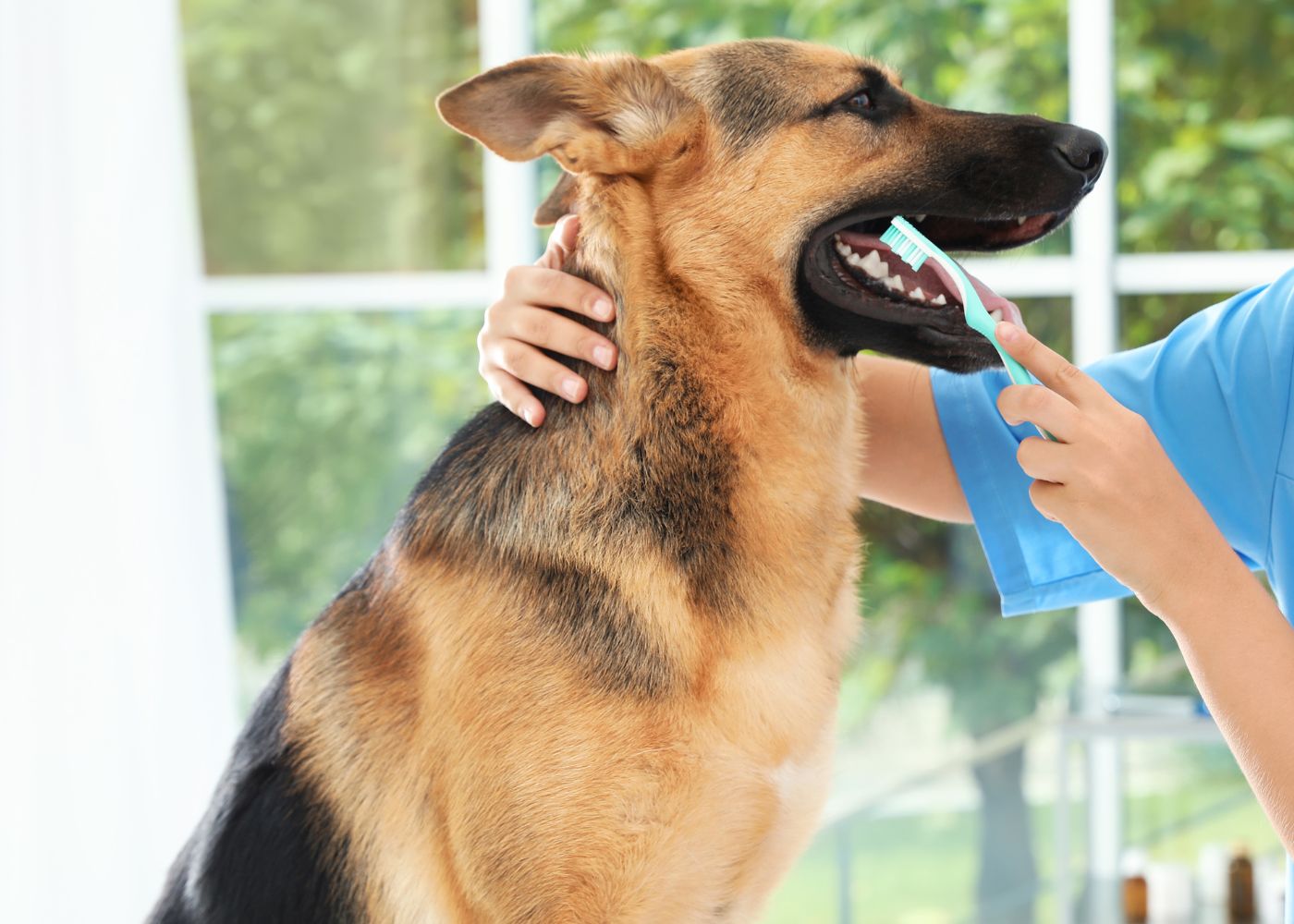 veterinary-team-examining-dog-1000x667-1 A woman gently brushes a dog's teeth