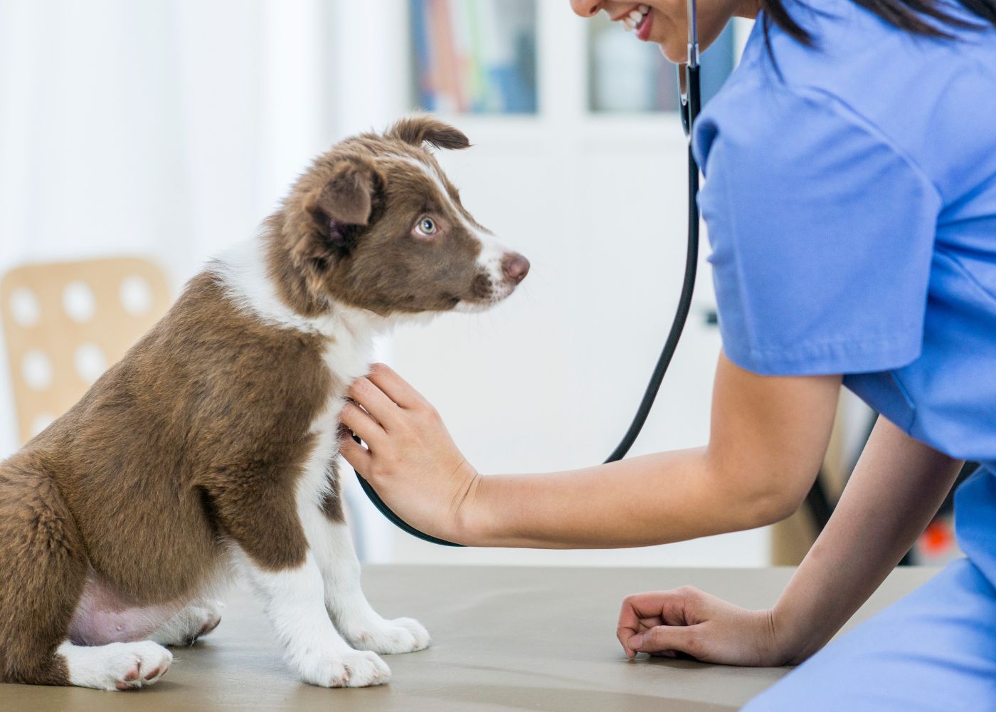 veterinary-team-examining-dog-1000x667-1 A woman in a blue shirt closely examines a brown and white dog