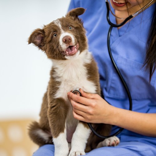 A woman in scrubs holds a dog with a stethoscope