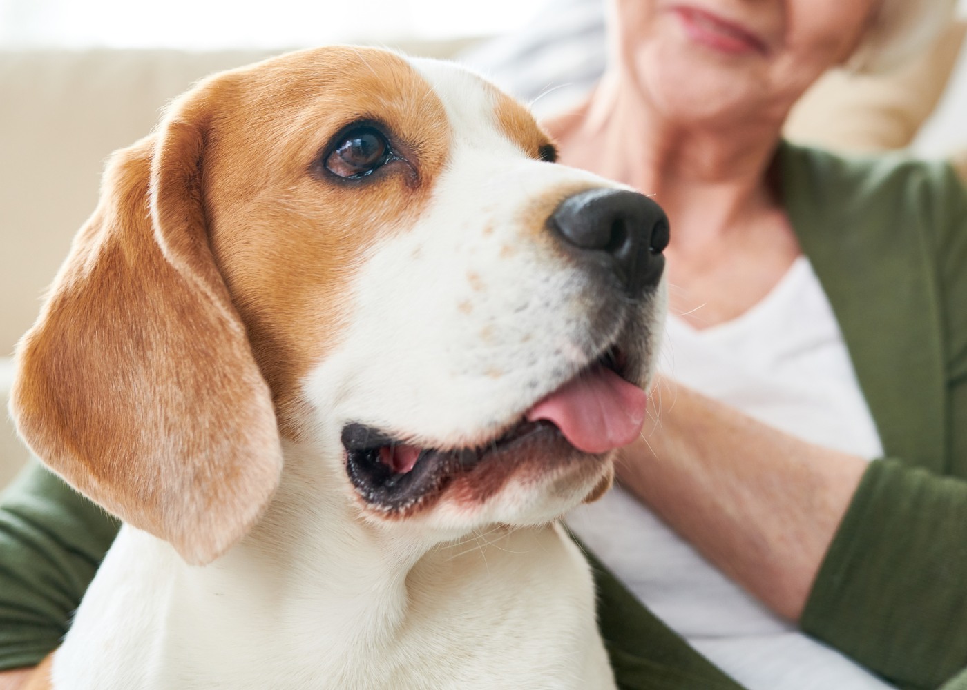 veterinary-team-examining-dog-1000x667-1 A woman relaxes on a couch with a beagle dog