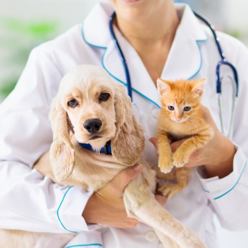 A woman wearing a white coat cradles a dog and a cat