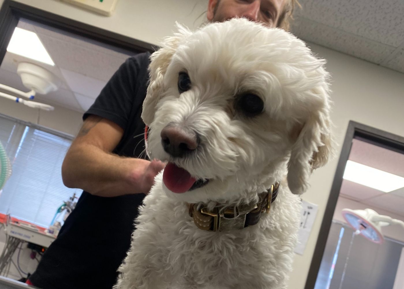 veterinary-team-examining-dog-1000x667-1 Fluffy dog getting veterinary care