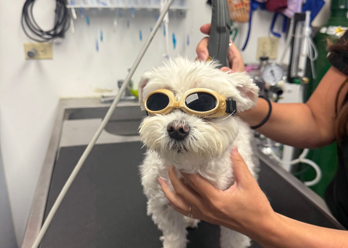 veterinary-team-examining-dog-1000x667-1 Veterinarian performing laser therapy on dog
