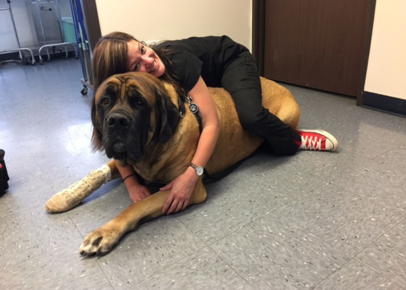 veterinary-team-examining-dog-1000x667-1 Woman hugging giant Mastiff dog