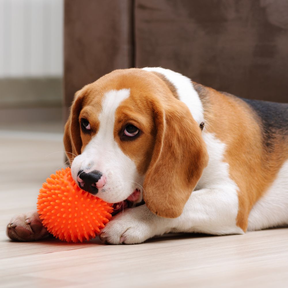 a beagle dog chewing on an orange ball