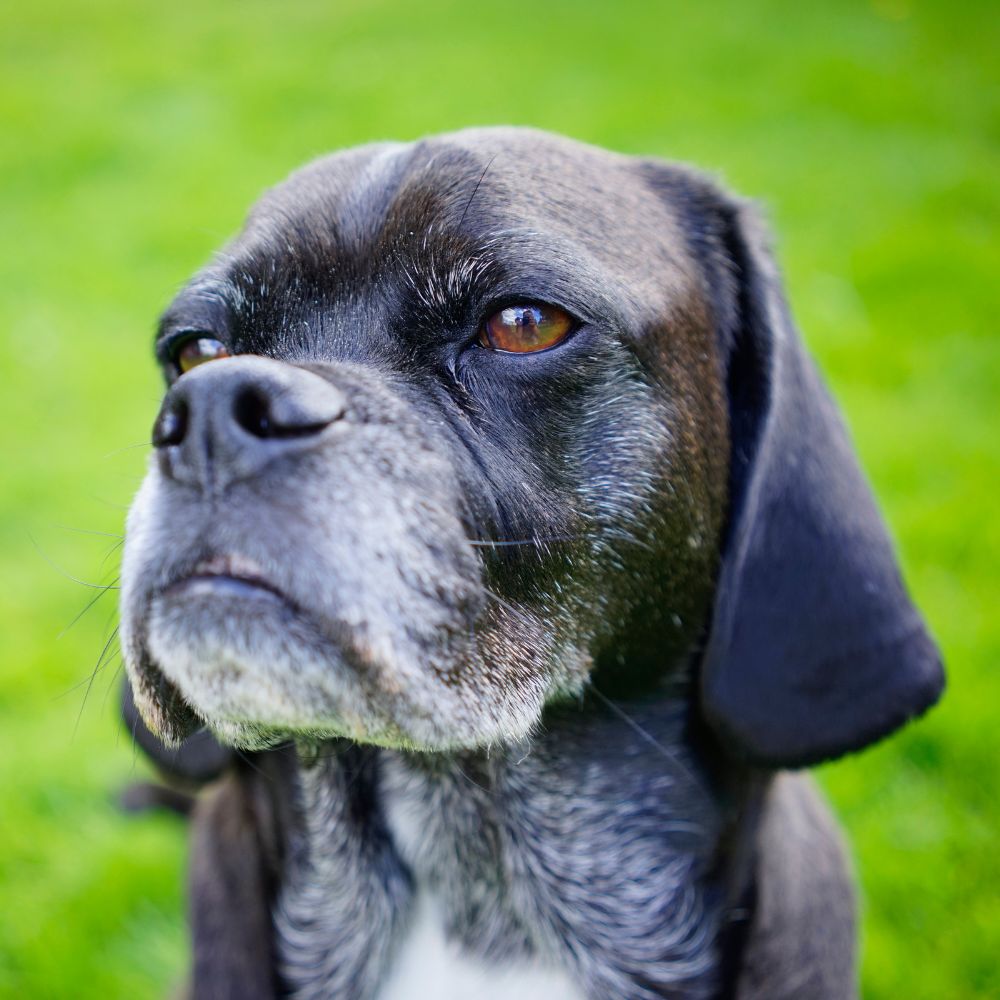 a black and white dog sitting in the grass