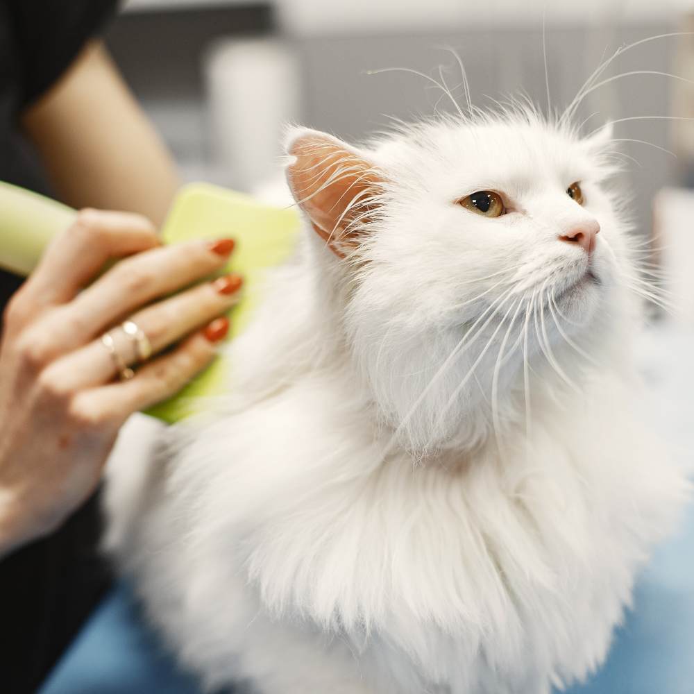 a cat being groomed