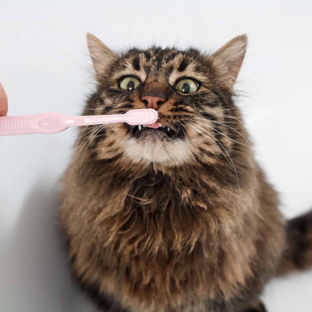 a cat is brushing its teeth with a pink toothbrush