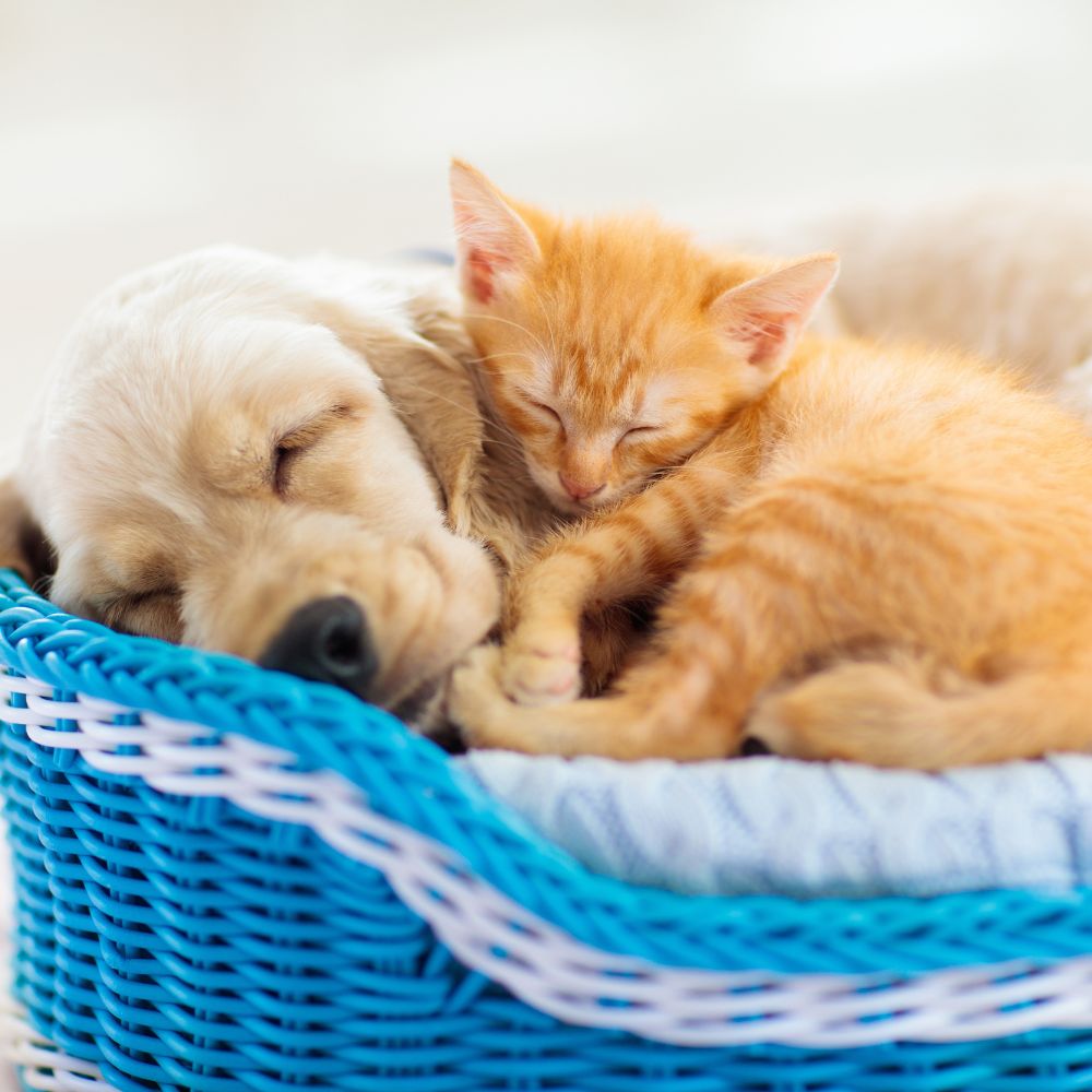 a dog and cat sleeping together in a basket