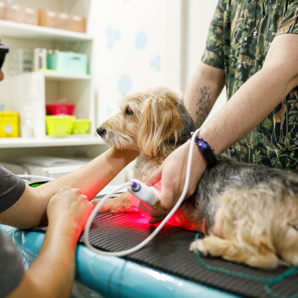 a dog being examined by a vet