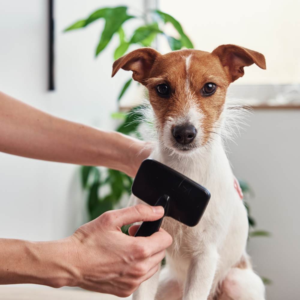 a dog is being groomed