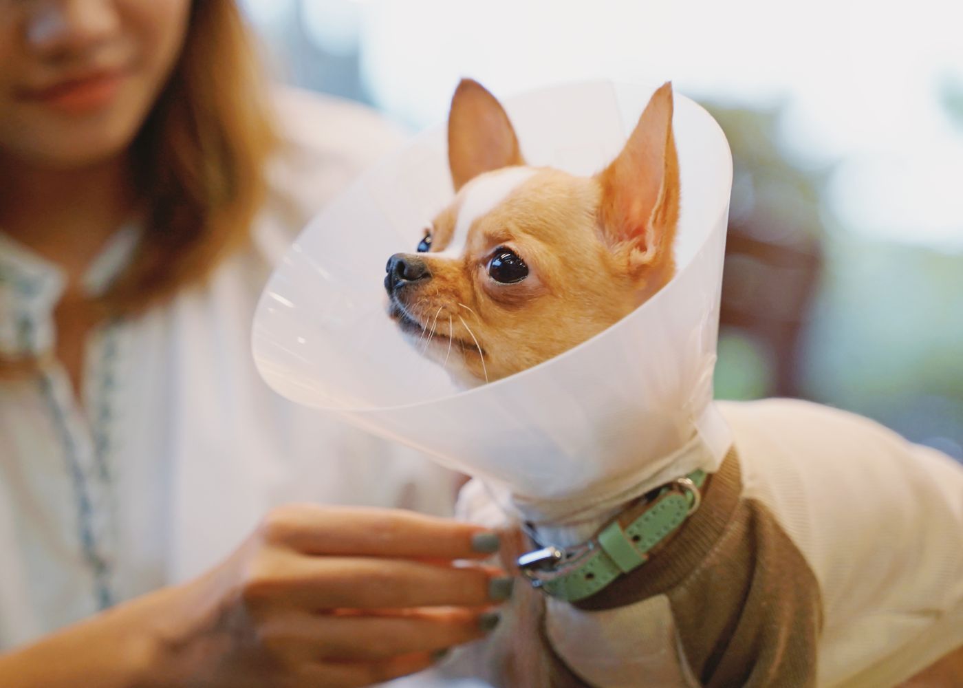 A woman holds an ice cream cone above a dog