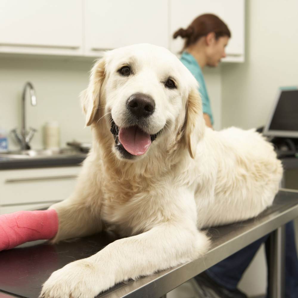 a golden retriever with a cast on its leg