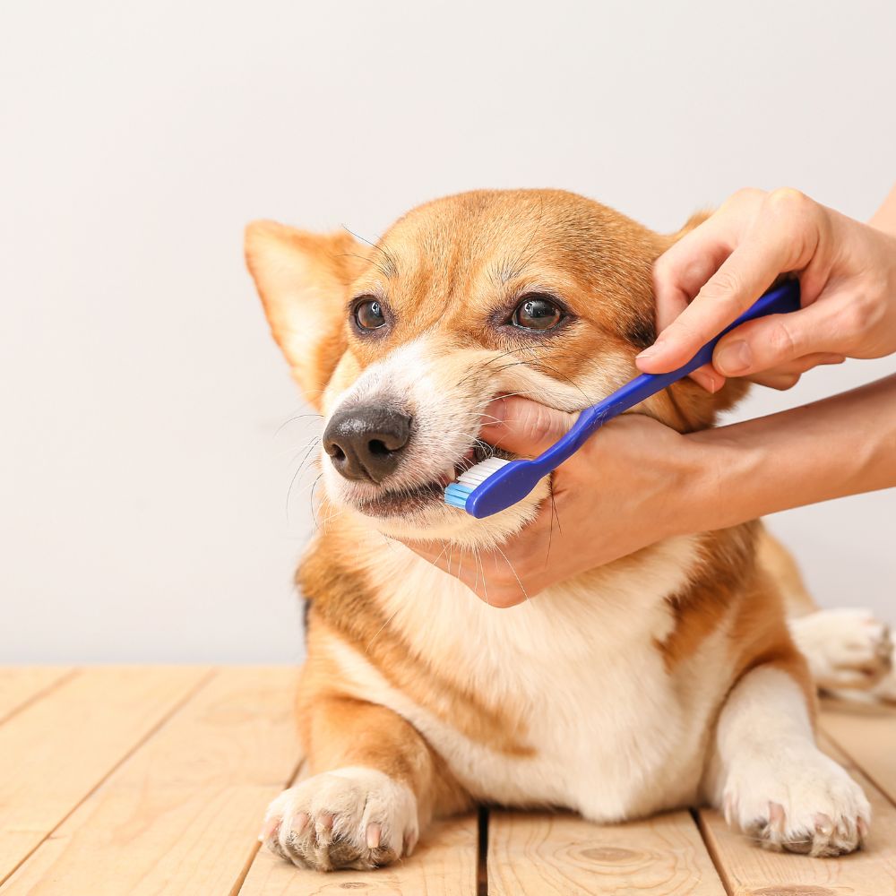 a person brushing a dog's teeth with a blue toothbrush