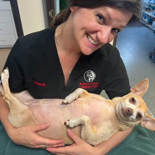 a person holding a chihuahua in their arms