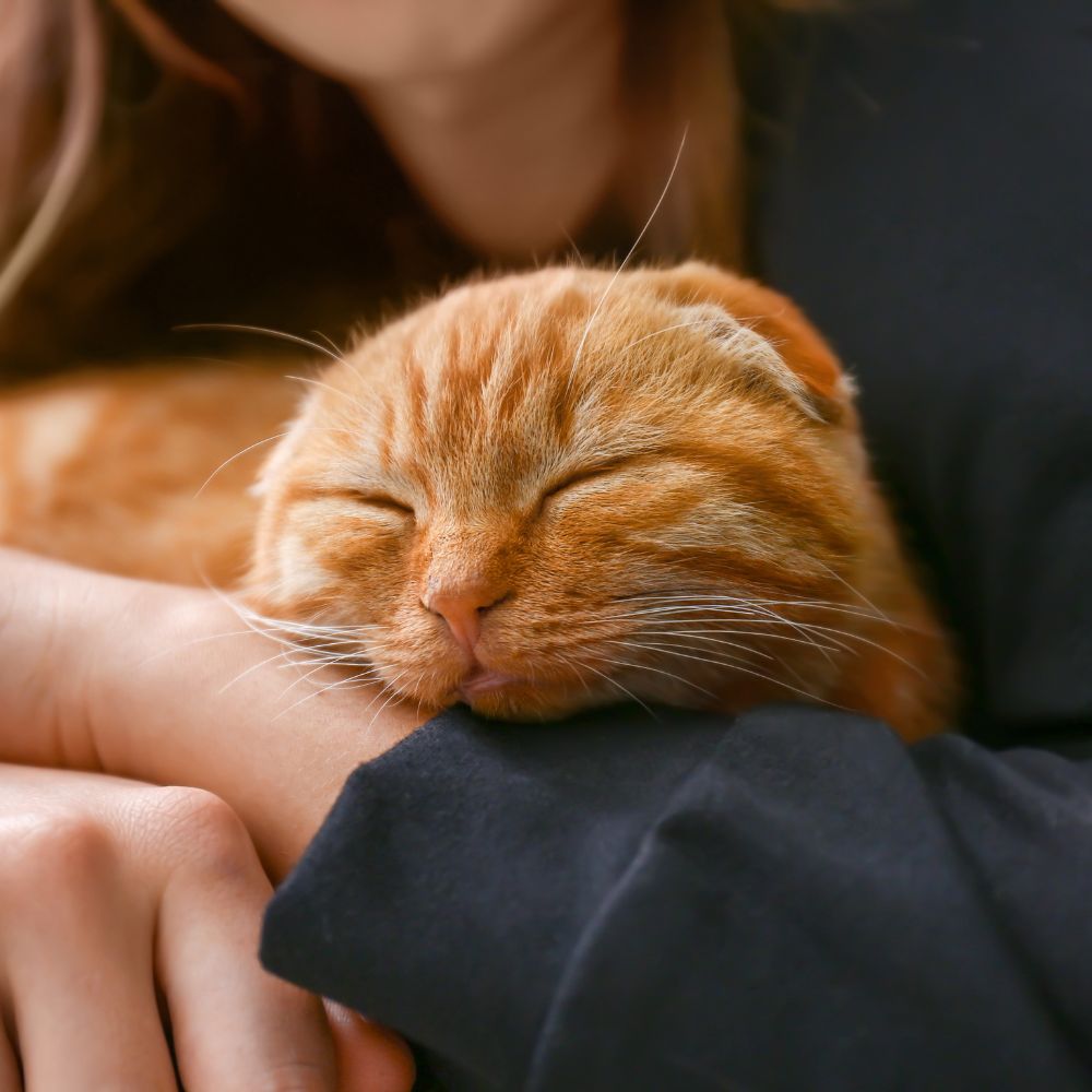 a person is holding an orange cat in their arms