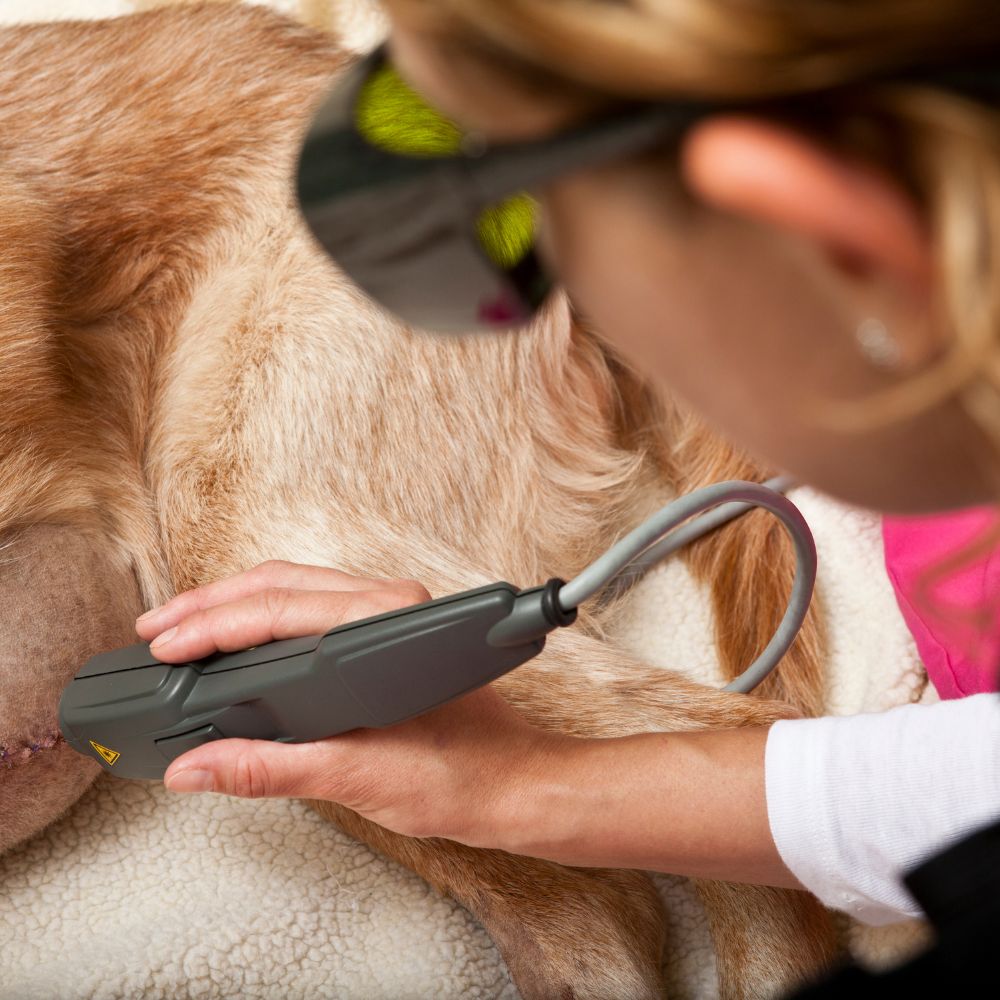 a person is using an electronic device to examine a dog