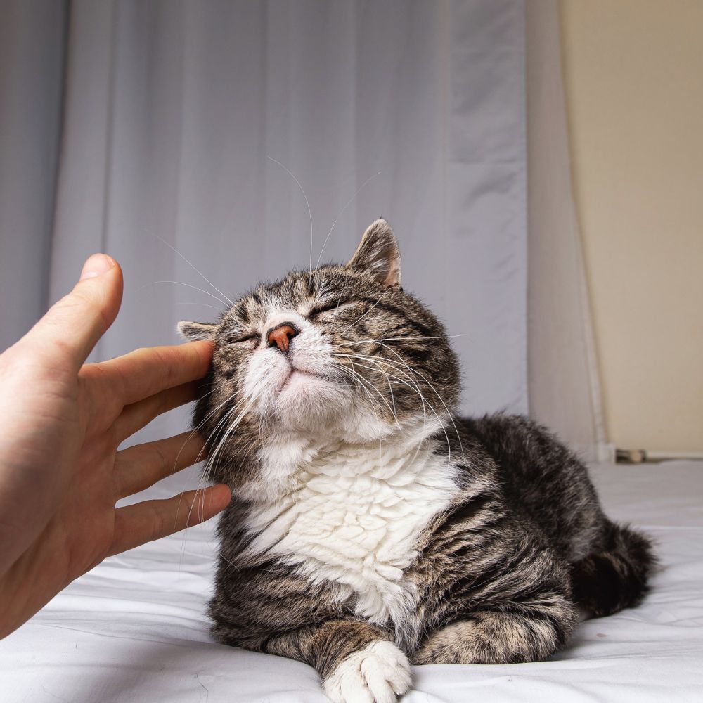 a person petting a cat on a bed