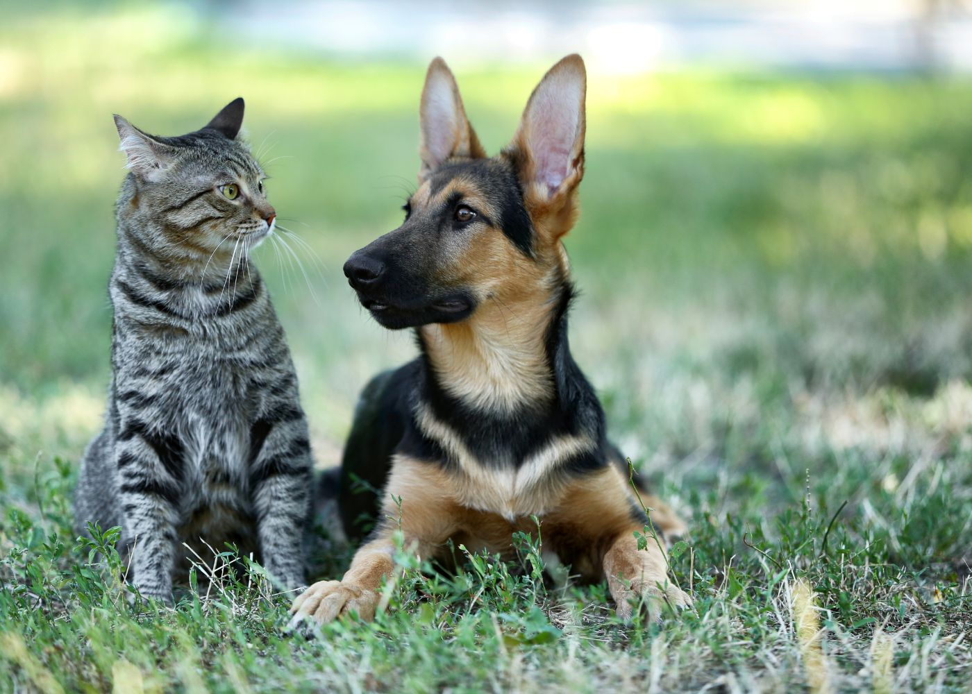 veterinary-team-examining-dog-1000x667-1 cat and dog peacefully sitting together on green grass