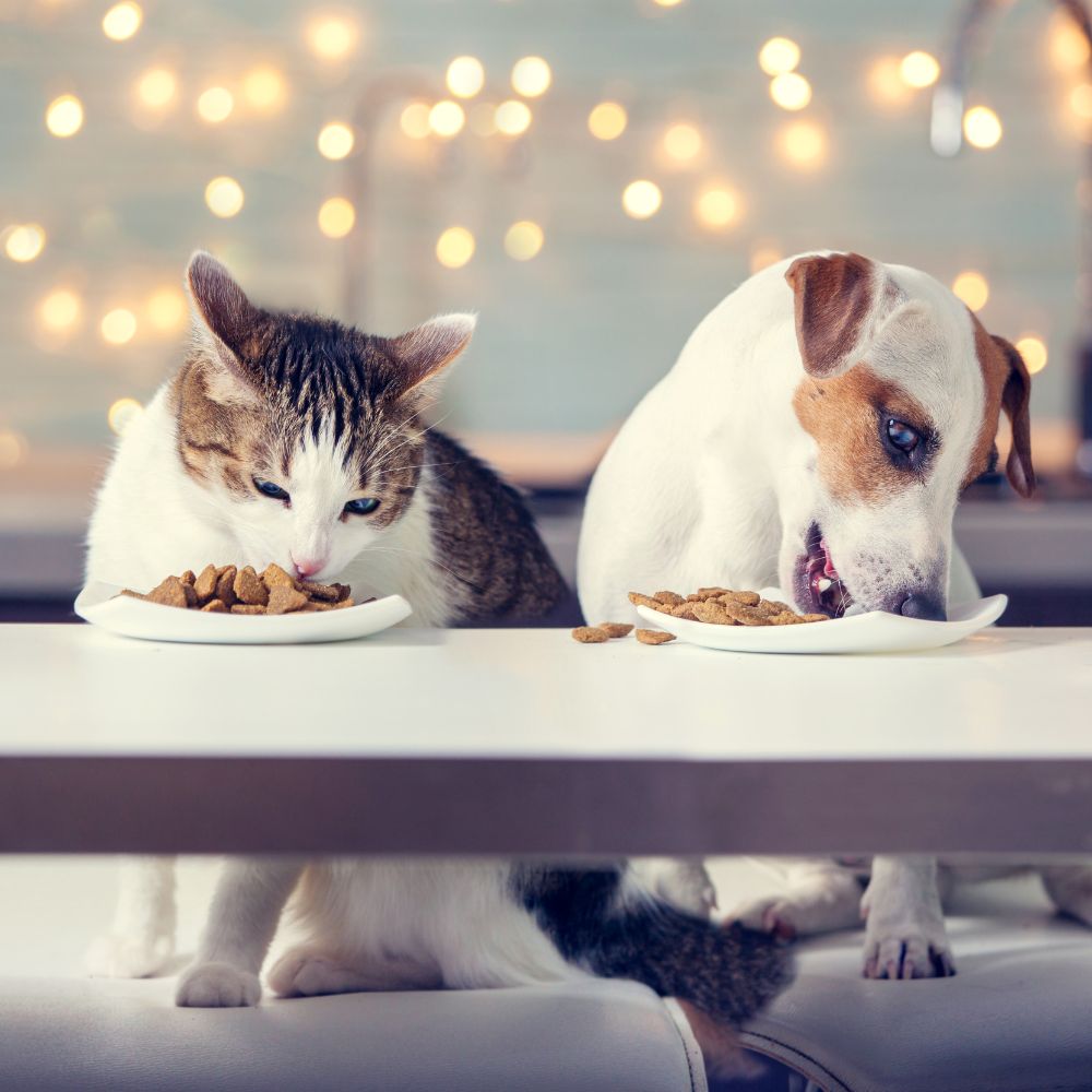 two dogs and a cat eating food on a table