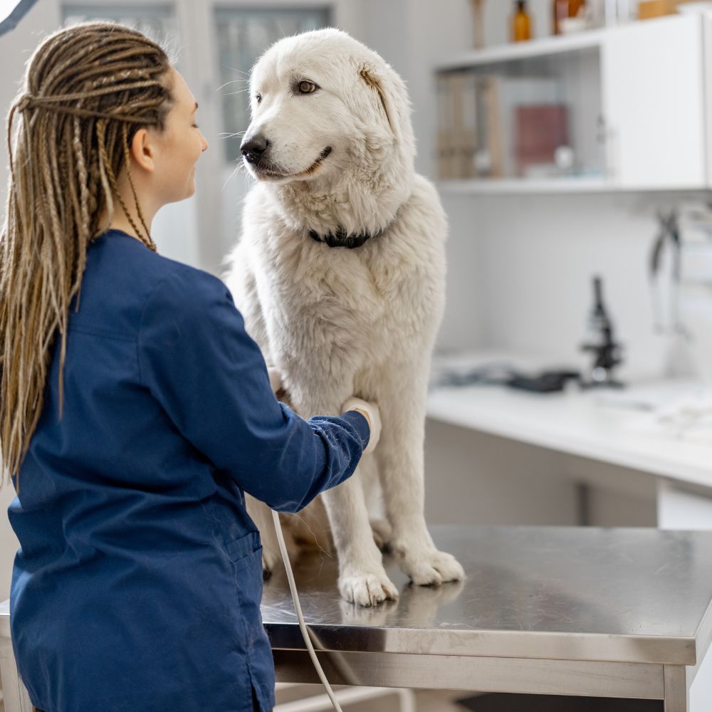 veterinarian examining a large white dog