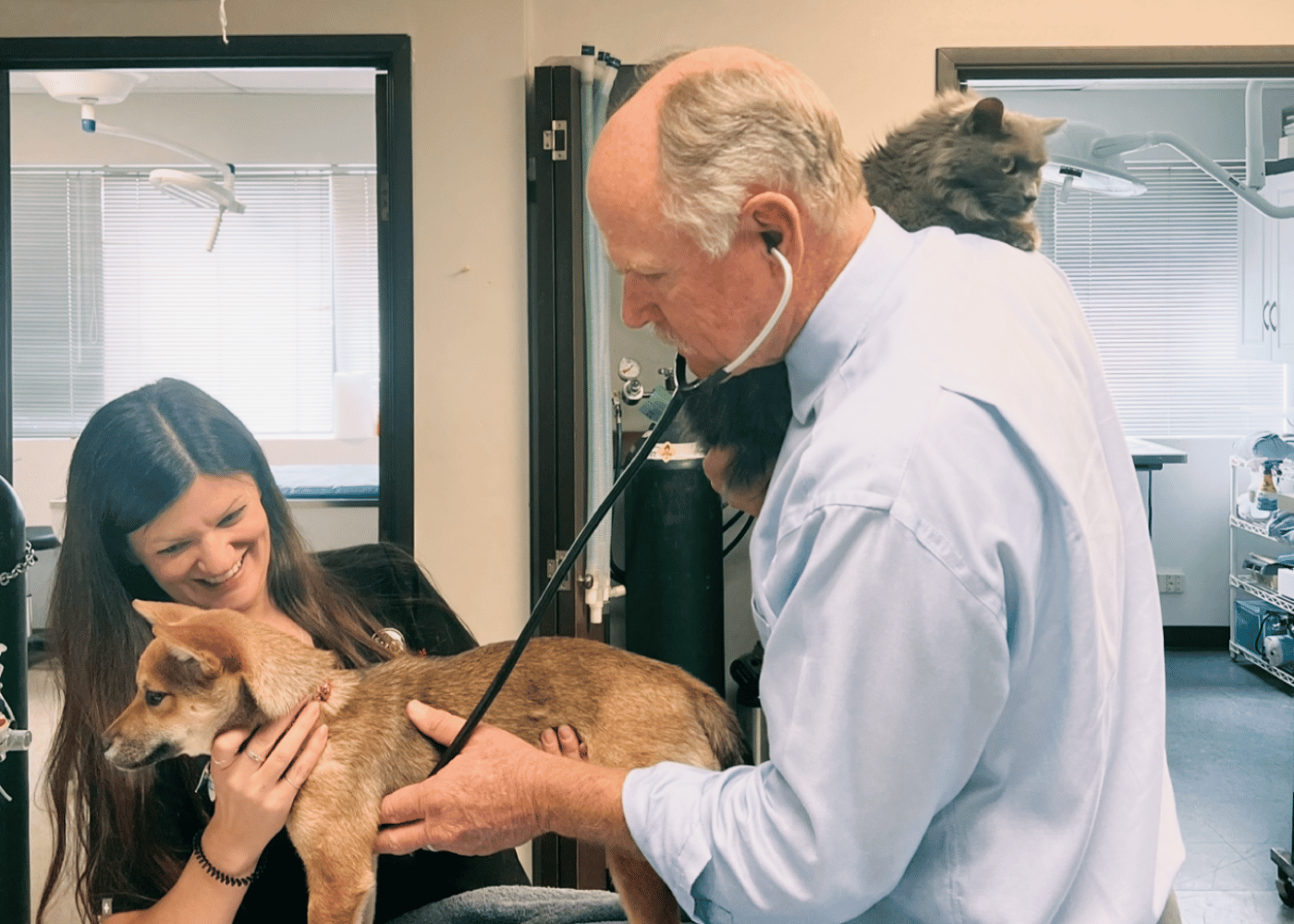 veterinary-team-examining-dog-1000x667-1