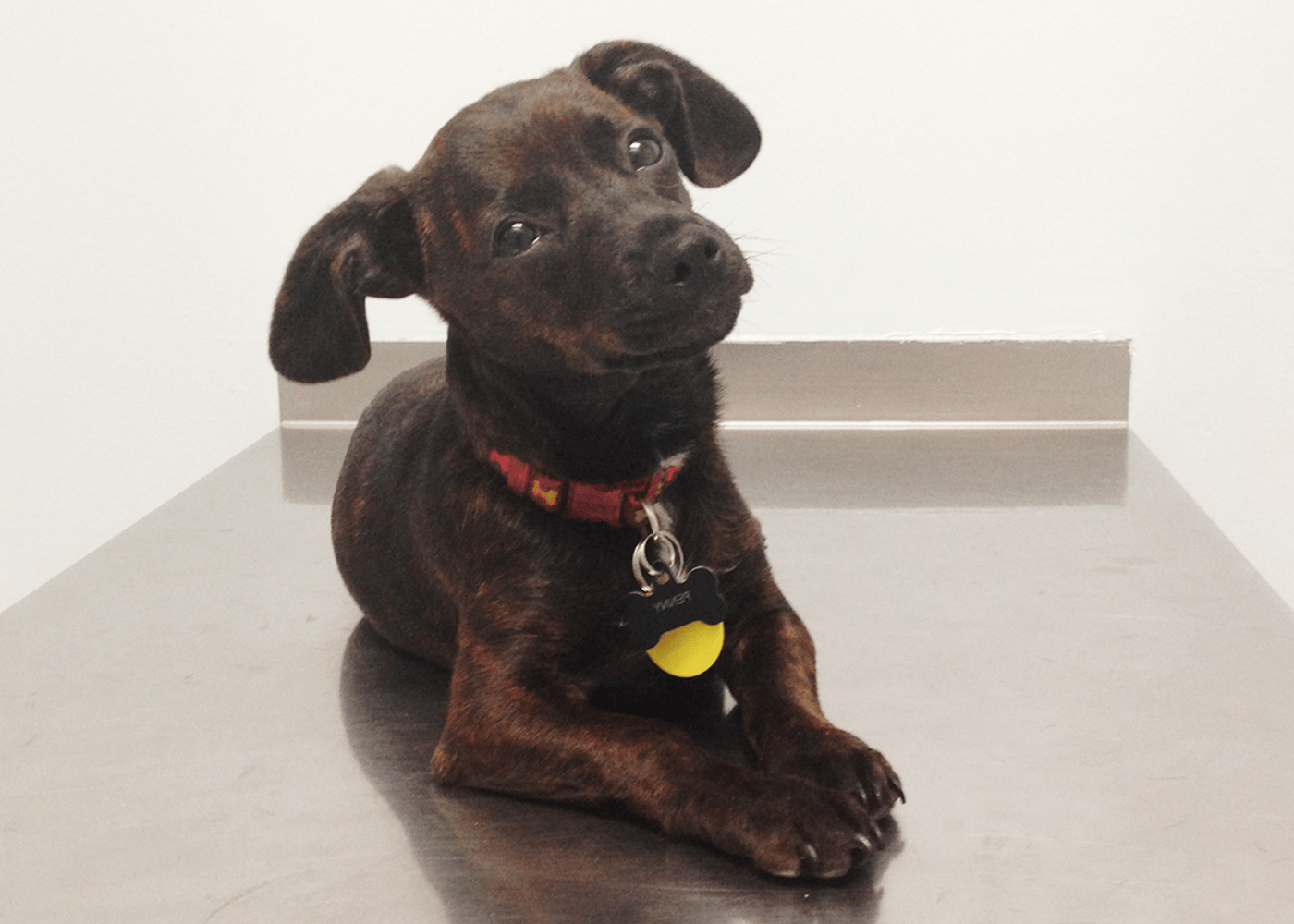 veterinary-team-examining-dog-1000x667-1